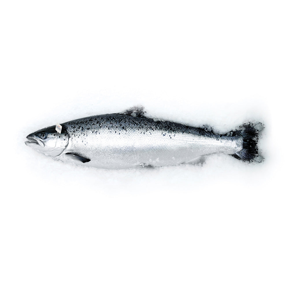 Fresh Whole Salmon