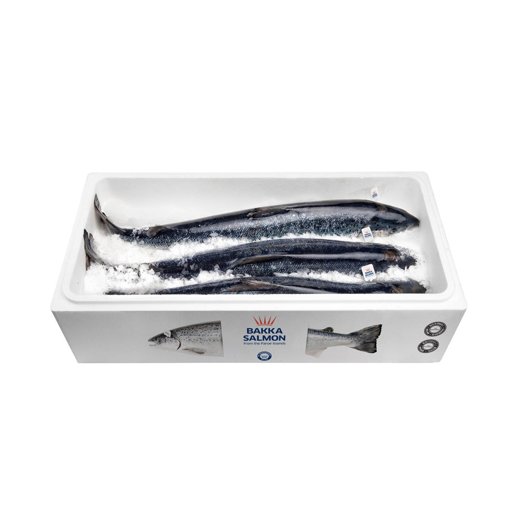Fresh Whole Salmon